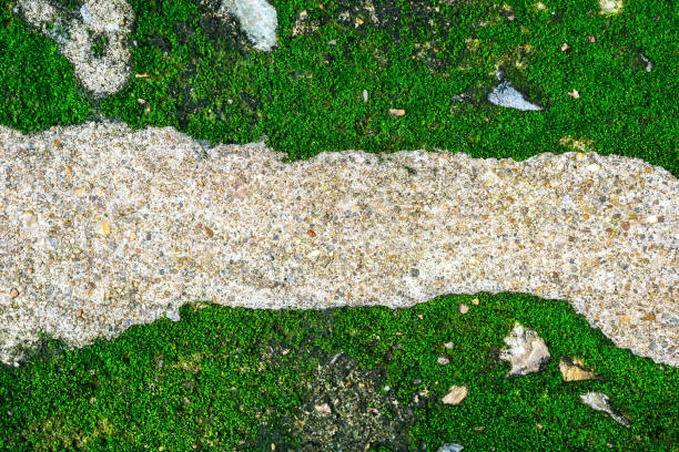 istock stone road and green moss background 877680050