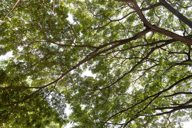 istock A view underneath the tropical rainforest tree in the park, Nature background. 877684340