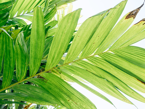 Areca palm (Areca Triandra) tree leaf