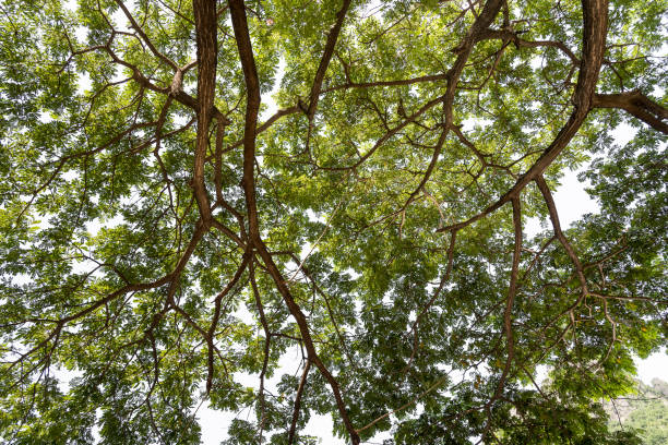 istock A view underneath the tropical rainforest tree in the park, Nature background. 877684350