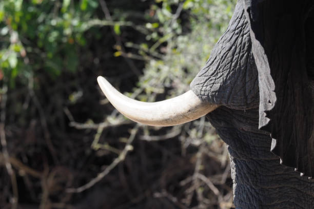 istock Chobe National Park - Botswana - Part 2 877686440