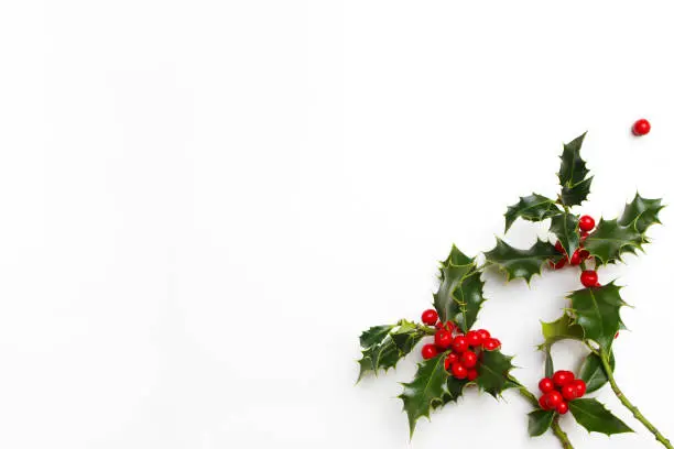 Photo of Christmas holly floral decoration on white background. Evergreen leaves with red berries and empty space for holiday text. Styled stock photo, top view