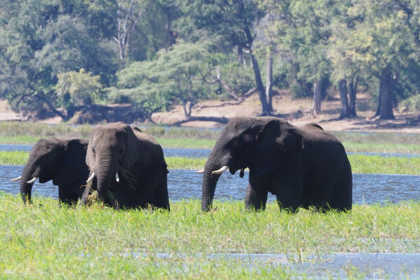 istock Chobe National Park - Botswana - Part 2 877699168