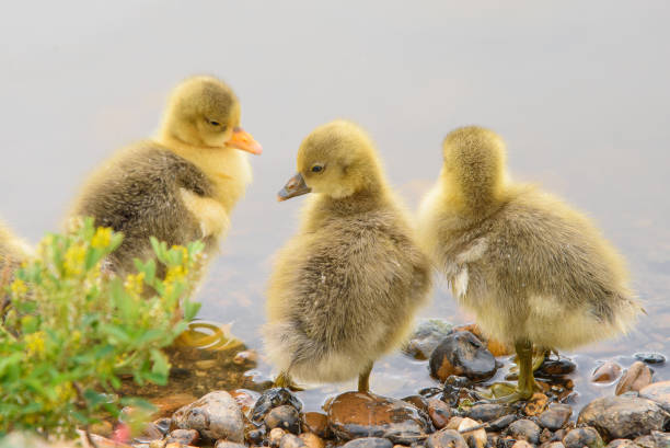 ducklings stock photo