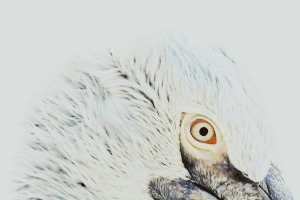 istock Portrate of grey pelican 877704690