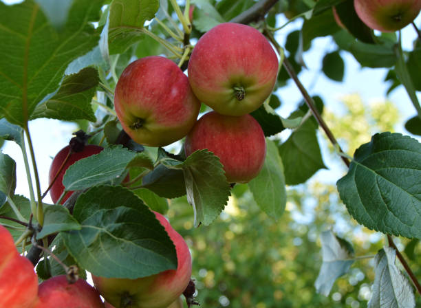 istock Red ripe apples hang on tree in orchard 877704844