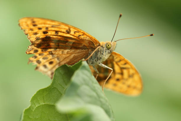 Kaisermantel Butterfly silver washed fritillary butterfly stock pictures, royalty-free photos & images