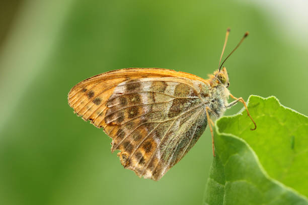 Kaisermantel Butterfly silver washed fritillary butterfly stock pictures, royalty-free photos & images