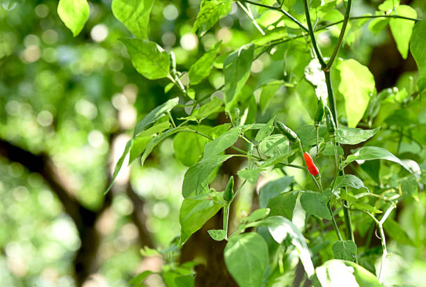 istock Bird 's eye chili 877710082