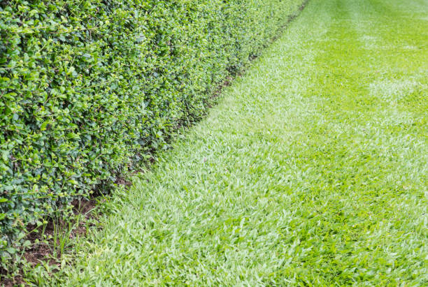 istock Long hedge fence around the meadow. 877714598