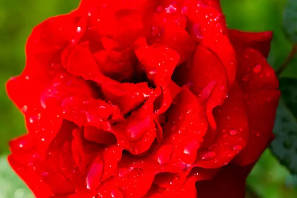 Red rose with dew drops in the garden