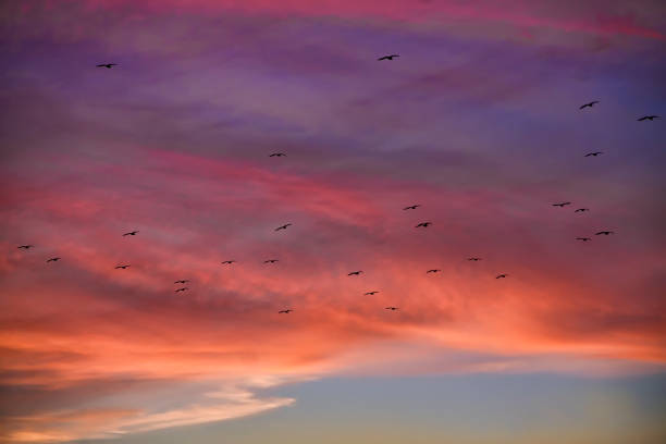 istock Silhouette of birds 877718654