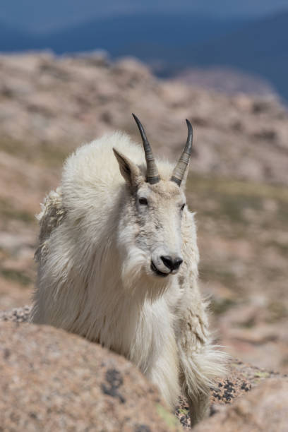 istock Mountain Goat in the High country 877719266