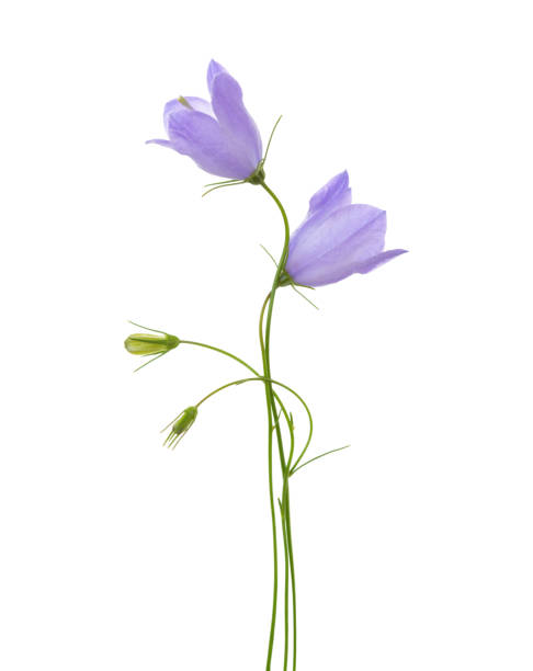 istock Two bellflowers isolated on white. 877731840