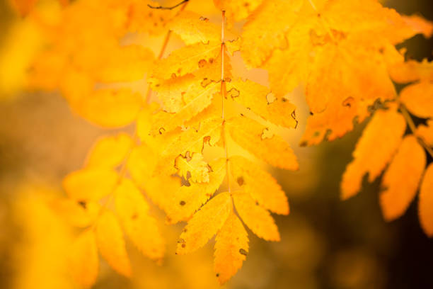 beautiful leaves on a tree in autumn .