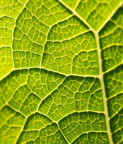 istock green leaf of a tree as a background 877737224