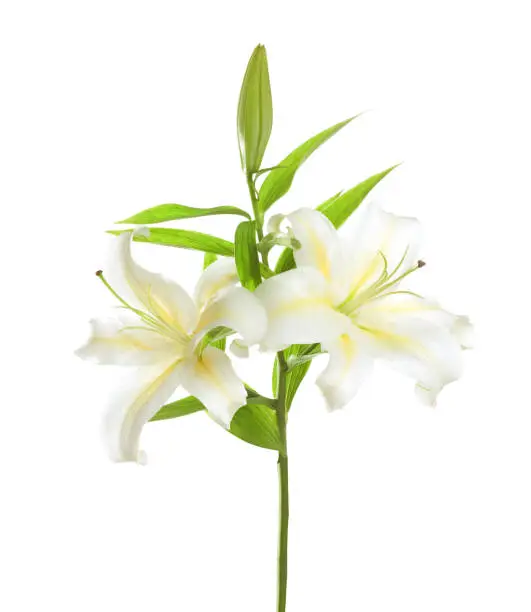 Photo of White lily isolated on white background