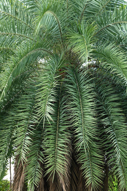 istock leaf palm tree in the garden 877737478
