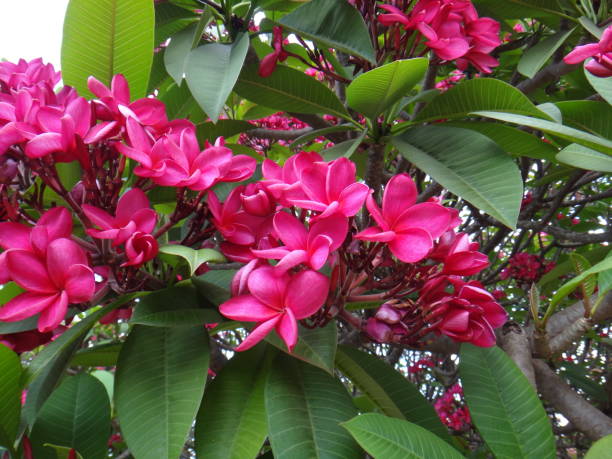 istock Spanish jasmine - Pink flowers 877737514