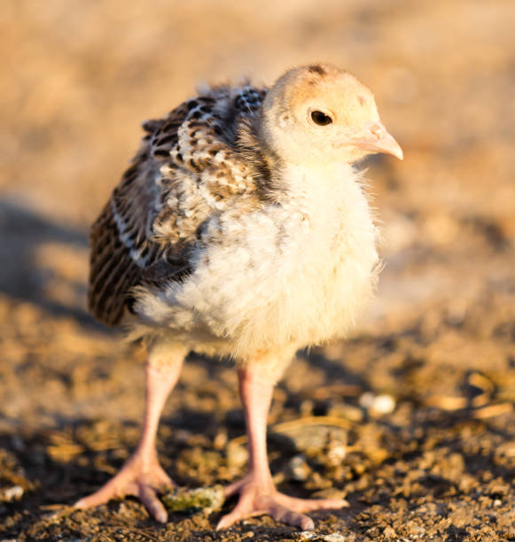 istock small turkey chickens graze on the farm 877737684