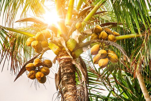 Fresh coconuts hanging on palm tree
