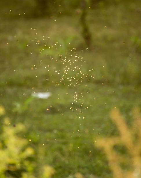 istock midges in the sun in the nature 877744570