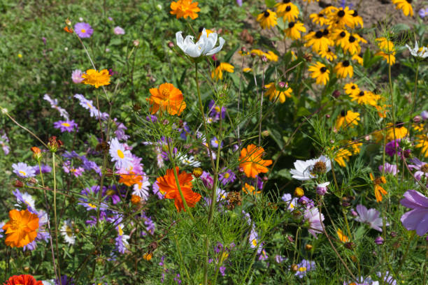 istock wide angle look at colorful flowers 877744674