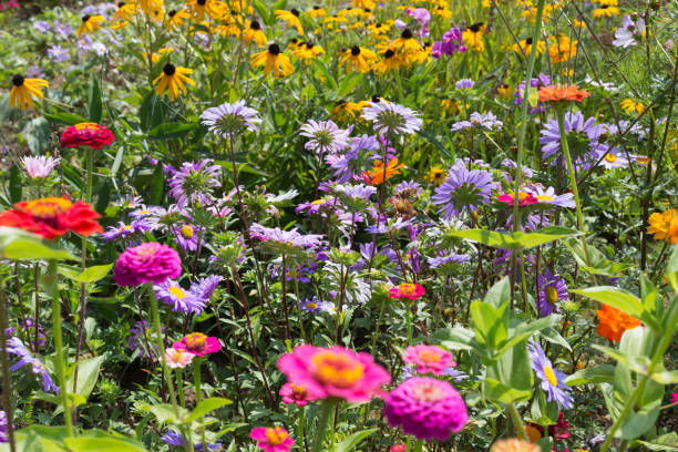 istock wide angle look at colorful flowers 877744738