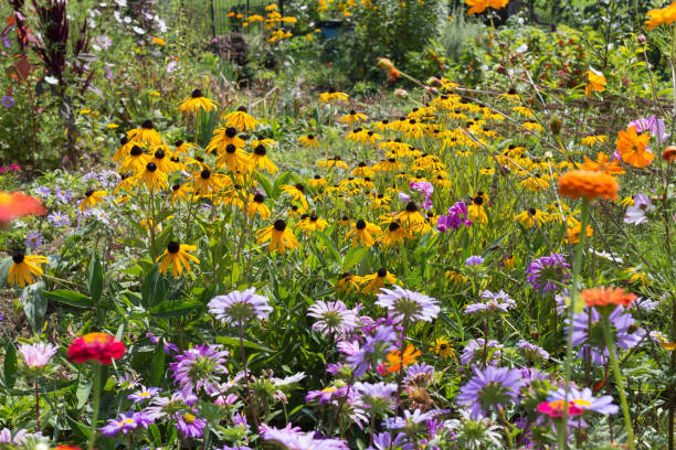 istock wide angle look at colorful flowers 877744744