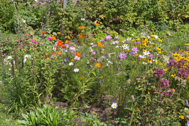 istock wide angle look at colorful flowers 877744830