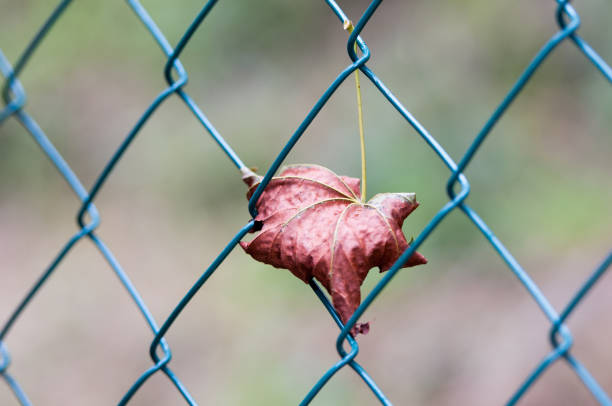 メッシュの金網に巻き込まれる赤いカエデの葉 - chainlink fence fence leaf leaf vein ストックフォトと画像