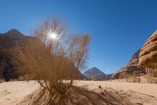 Dry Bush with sun in the Wadi Rum desert, Jordan