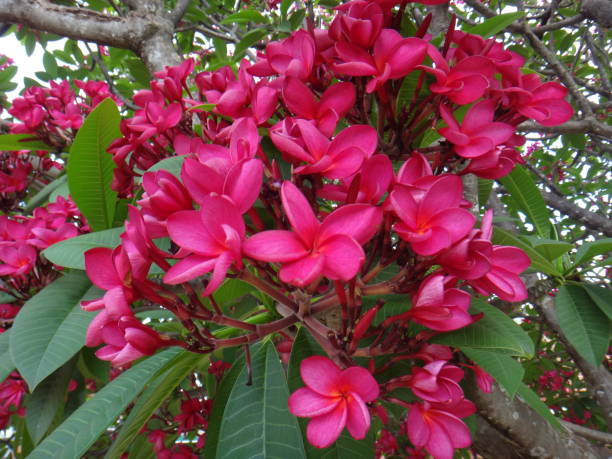 blühende blume - spanische jasmine - rogue rosa farbe - knobbly stock-fotos und bilder