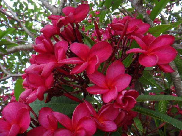 istock Common frangipani flowering tree in bloom - Dark carnation pink color 877748636