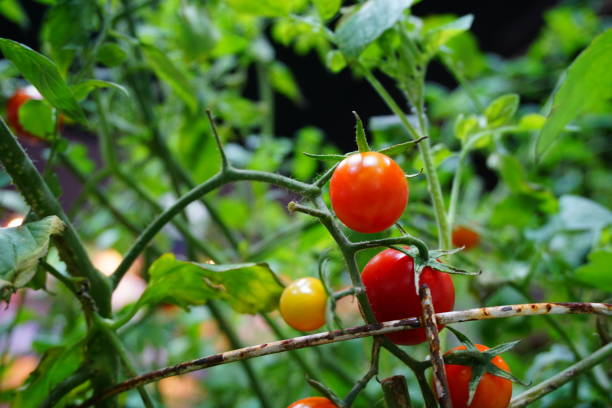 istock Tomatoes ripening in greenhouse 877748676