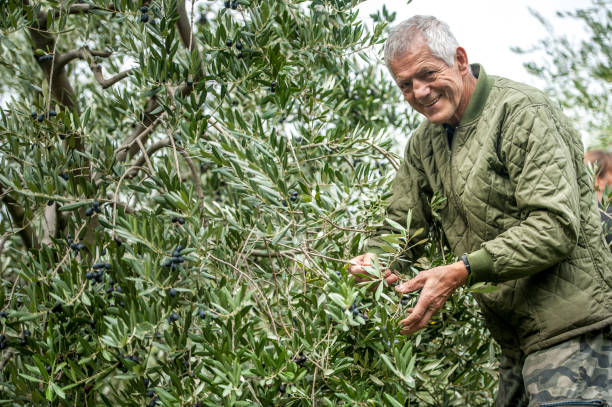 istock Smiling Senior Man Harvesting Olives 877748952