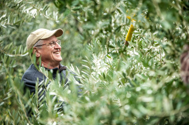 istock Smiling Senior Man Harvesting Olives 877748970
