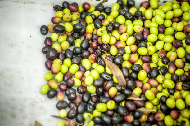 istock Fresh Harvested Olives Background 877748980