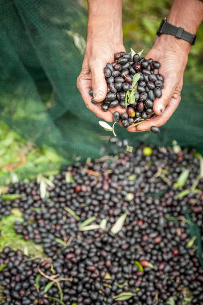 istock Handful of Black Olives 877749110
