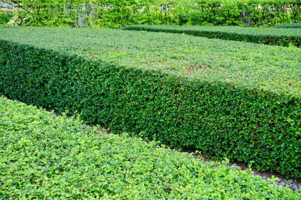 istock Perspective Green leaves on brick wall background 877749144
