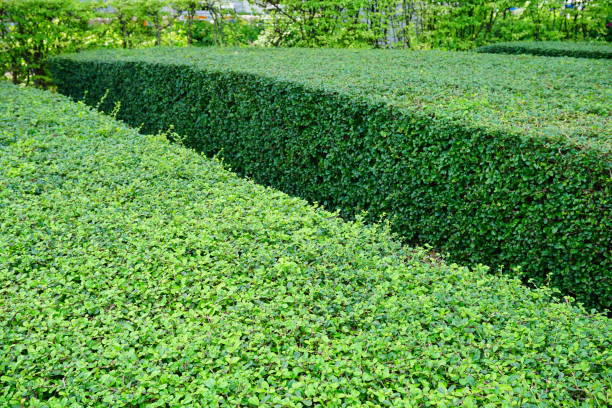 perspectiva verde hojas sobre fondo de pared de ladrillo - fence formal garden gardening ornamental garden fotografías e imágenes de stock