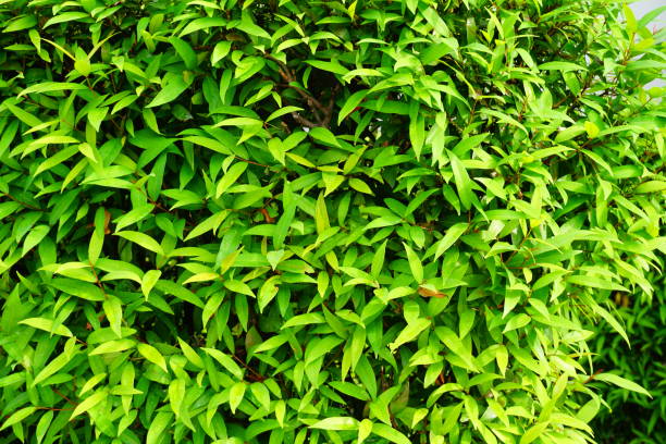 istock Green wall, eco friendly vertical garden 877754190