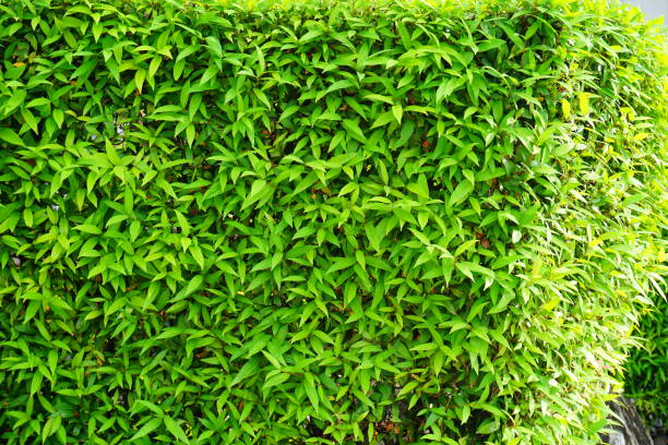 istock Banyan green leaves wall 877754988