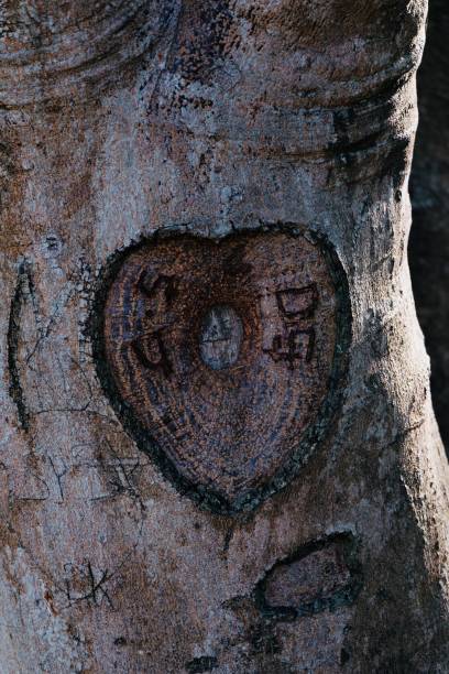 istock Heart carved on tree trunk background texture of nature 877757222