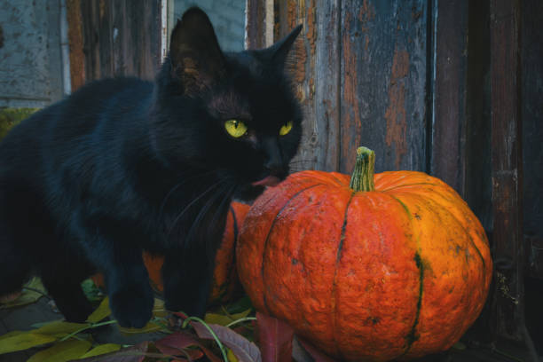 istock Bright pumpkins and black cat are ready for Halloween 877757288