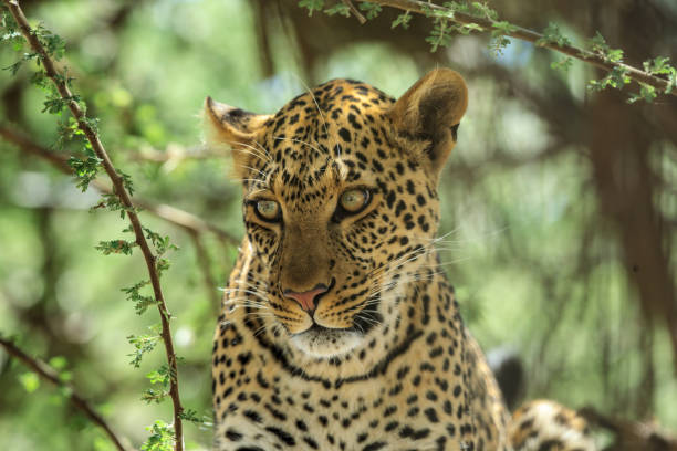 istock A portrait of an African Leopard 877763144
