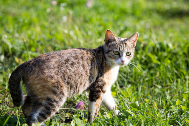 istock cat walking in the grass outdoors 877766678