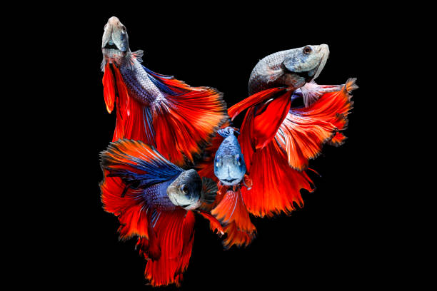 сиамская боевая рыба - siamese fighting fish fish tank tropical climate fish стоковые фото и изображения