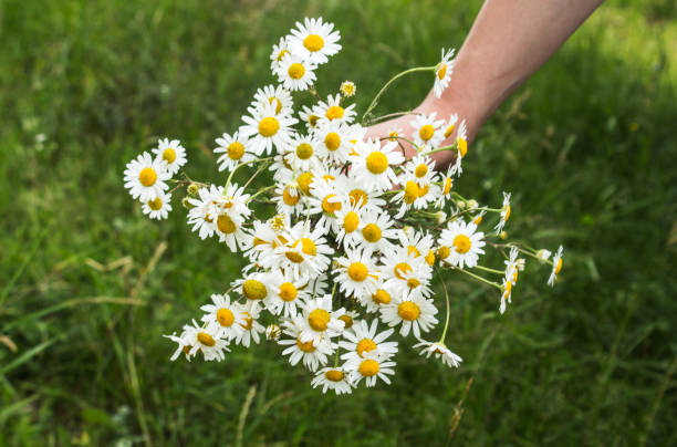 istock bunch of chamomiles in a hand in a field 877770692