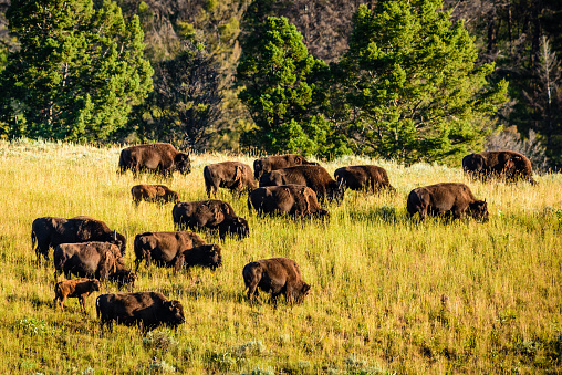 A herd of buffalo grazes on a hillside.